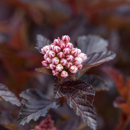 Blaasspirea 'Fireside' - Physocarpus opulifolius fireside - Bakker