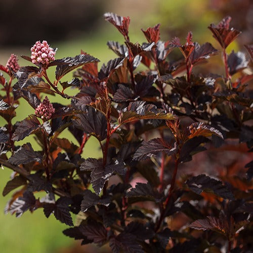 Blaasspirea 'Fireside' - Bakker