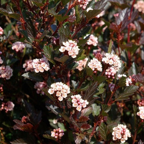 Blaasspirea 'Little Dévil' - Physocarpus opulifolius Little Devil - Terras- en balkonplanten