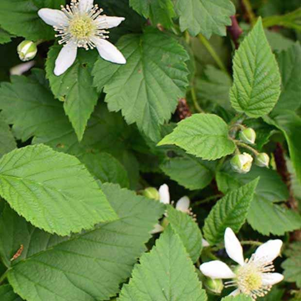 Taubes 'Bounty Berry' - Rubus fruticosus tayberry bounty berry 'yantay' - Bakker