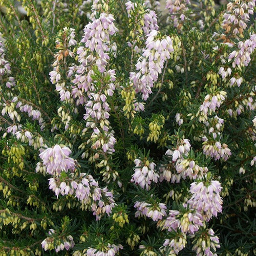 Winterheide 'Jenny Porter' - Erica darleyensis jenny porter - Terras- en balkonplanten