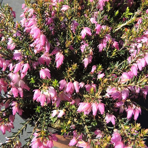 Winterheide Springwood Pink - Erica carnea springwood pink - Bakker