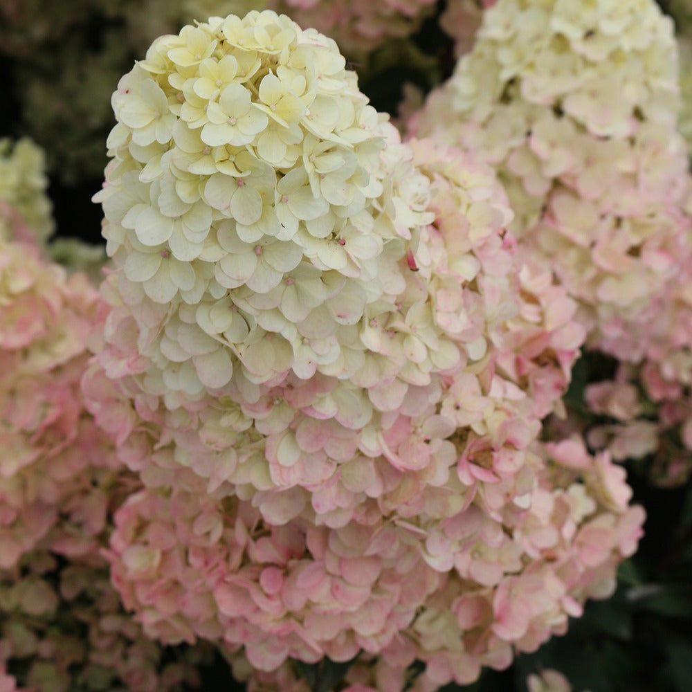 Pluimhortensia Sundae Fraise® 'Rensum' - Hydrangea paniculata sundae fraise® rensun - Tuinplanten