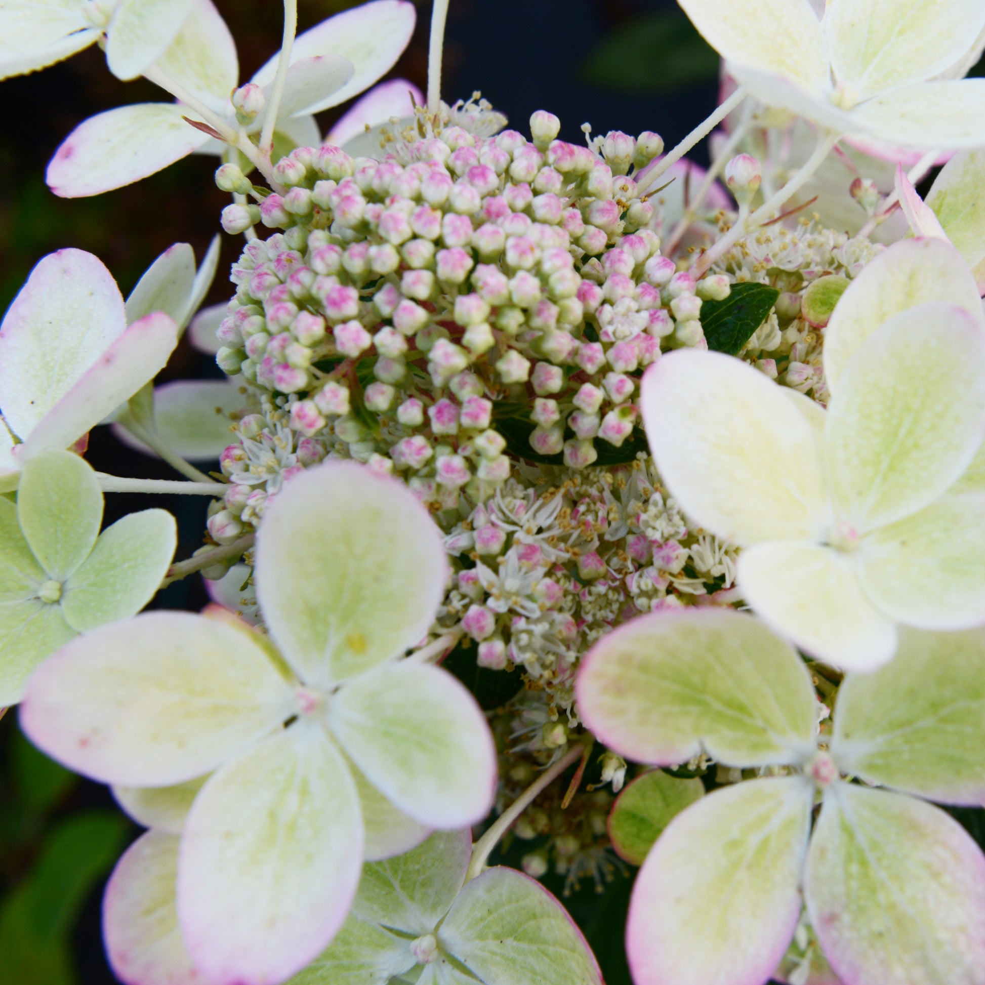 Pluimhortensia 'Pastelgreen'® Renxolor - Hydrangea paniculata pastelgreen® 'renxolor' - Tuinplanten