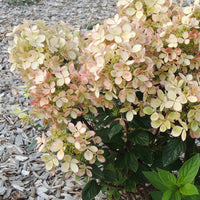 Pluimhortensia 'Pastelgreen'® Renxolor - Hydrangea paniculata pastelgreen® 'renxolor' - Plantsoort