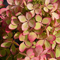 Pluimhortensia 'Pastelgreen'® Renxolor - Hydrangea paniculata pastelgreen® 'renxolor' - Hortensia