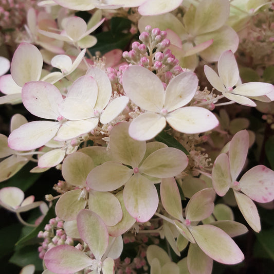 Pluimhortensia 'Pastelgreen'® Renxolor - Hydrangea paniculata pastelgreen® 'renxolor' - Pluimhortensia