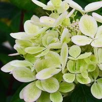 Pluimhortensia 'Pastelgreen'® Renxolor - Hydrangea paniculata pastelgreen® 'renxolor'