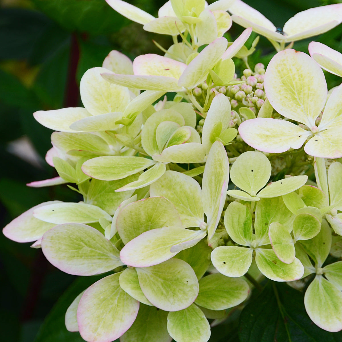 Hydrangea paniculata pastelgreen® renxolor - Pluimhortensia 'Pastelgreen'® Renxolor - Pluimhortensia