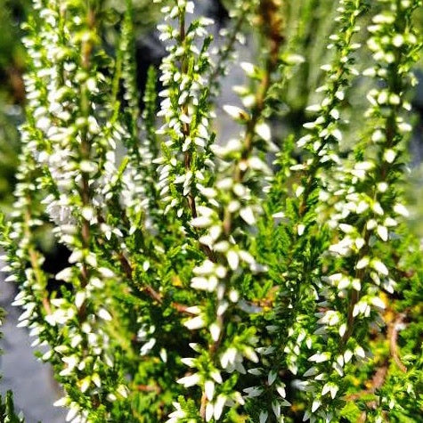 Struikheide 'Long White' - Calluna vulgaris long white - Terras- en balkonplanten