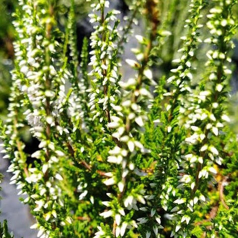 Struikheide 'Long White' - Bakker
