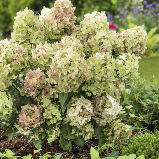 Pluimhortensia 'Petite® Star' - Hydrangea paniculata petite® star 'coustar02' - Hortensia