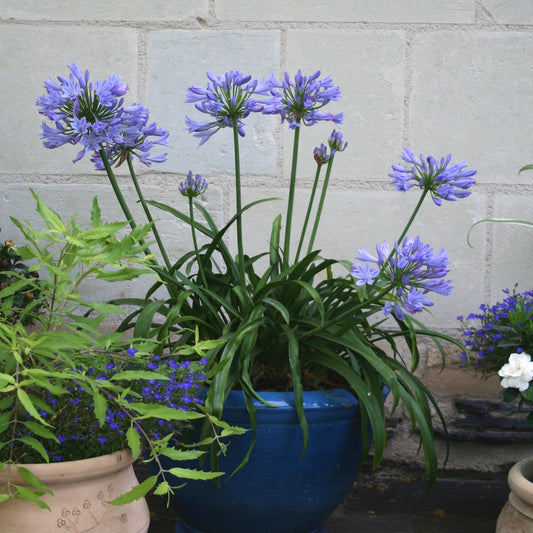 Afrikaanse lelie 'Pitchoune Blue' - Agapanthus x pitchoune ® bleu 'scrarey09' - Heesters en vaste planten