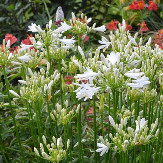 Afrikaanse lelie 'Pitchoune White' - Agapanthus x pitchoune ® blanc 'tur161' - Vaste planten