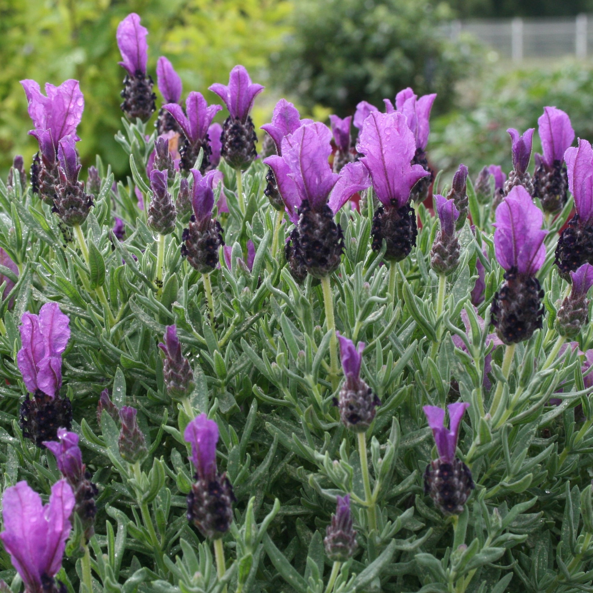 Kuiflavendel 'Magical ® Posy Purple' - Lavandula stoechas magical® posy purple 'kolma pop - Tuinplanten