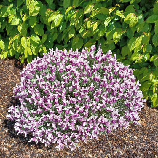 Kuiflavendel 'Magical ® Posy Pink' - Lavandula stoechas magical® posy pink 'kolmapopi' - Lavendel