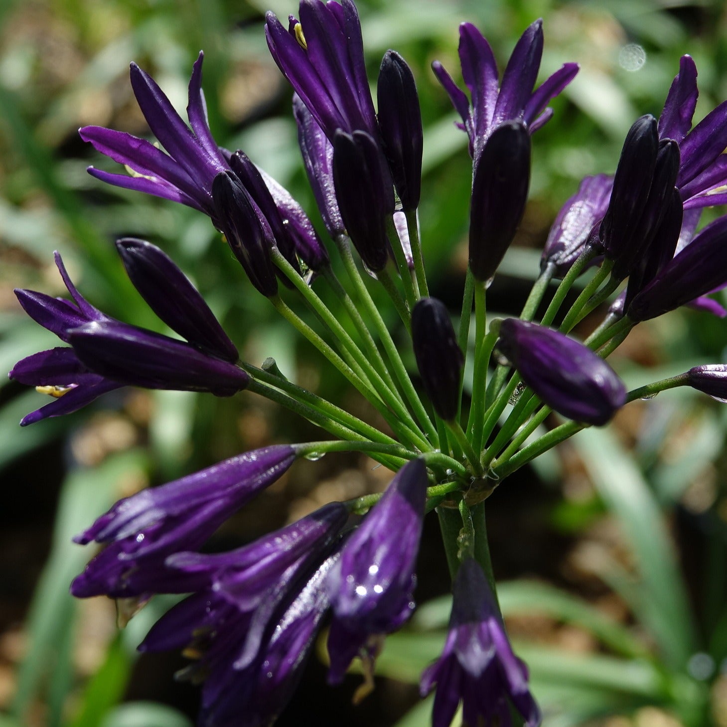 Afrikaanse lelie 'Pitchoune Violet' - Agapanthus x pitchoune ® violet 'mill04' - Heesters en vaste planten
