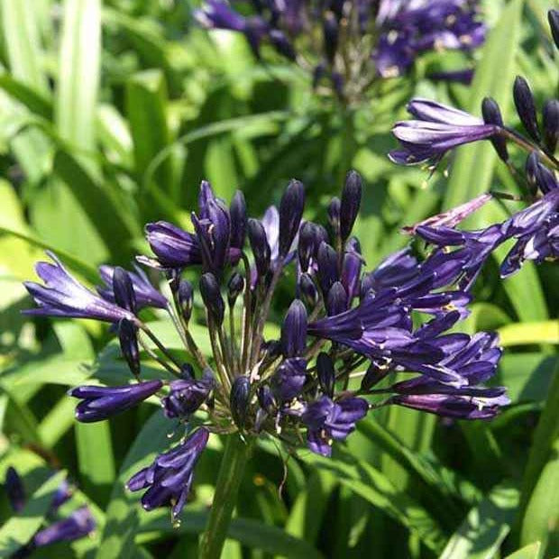 Afrikaanse lelie 'Pitchoune Violet' - Bakker