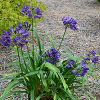 Afrikaanse lelie 'Pitchoune Violet' - Agapanthus x pitchoune ® violet 'mill04' - Vaste planten