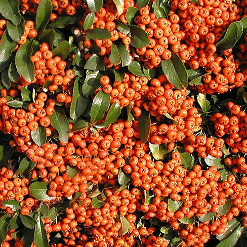 Vuurdoorn 'Saphyr® Orange Cadange' - Bakker