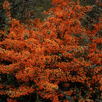 Vuurdoorn 'Saphyr® Orange Cadange' - Pyracantha  saphyr ® orange'cadange' - Plant eigenschap