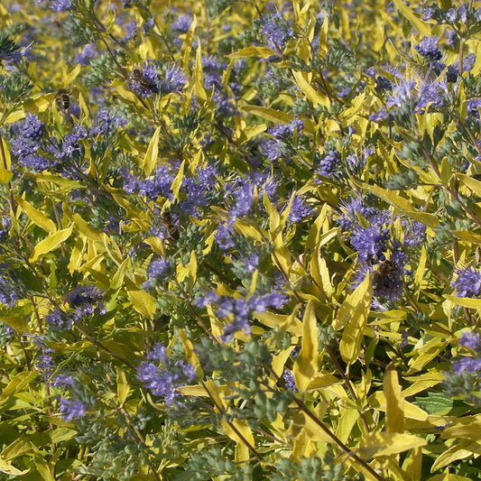 Blauwe spirea 'Worcester Gold' - Bakker