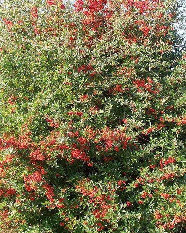 Vuurdoorn 'Dart's Red'® 'Interrada' - Bakker