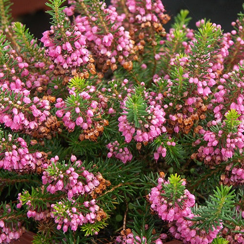 Zwerfheide 'Mrs. D.F. Maxwell' - Bakker