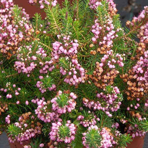 Zwerfheide 'St. Keverne' - Bakker