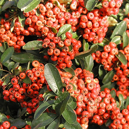 Vuurdoorn 'Saphyr® Rouge Cadrou' - Pyracantha  saphyr ® rouge'cadrou' - Tuinplanten