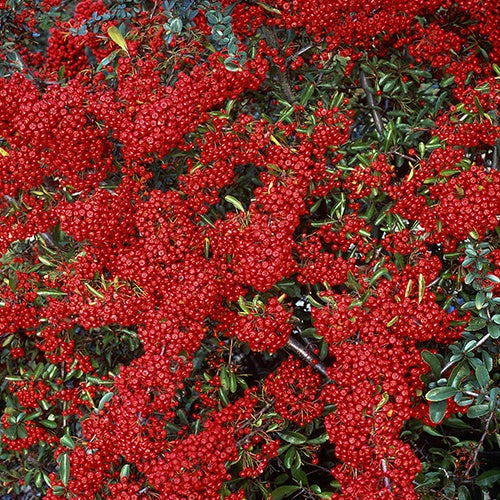 Pyracantha  saphyr ® rouge'cadrou' - Vuurdoorn 'Saphyr® Rouge Cadrou' - Wintergroene planten