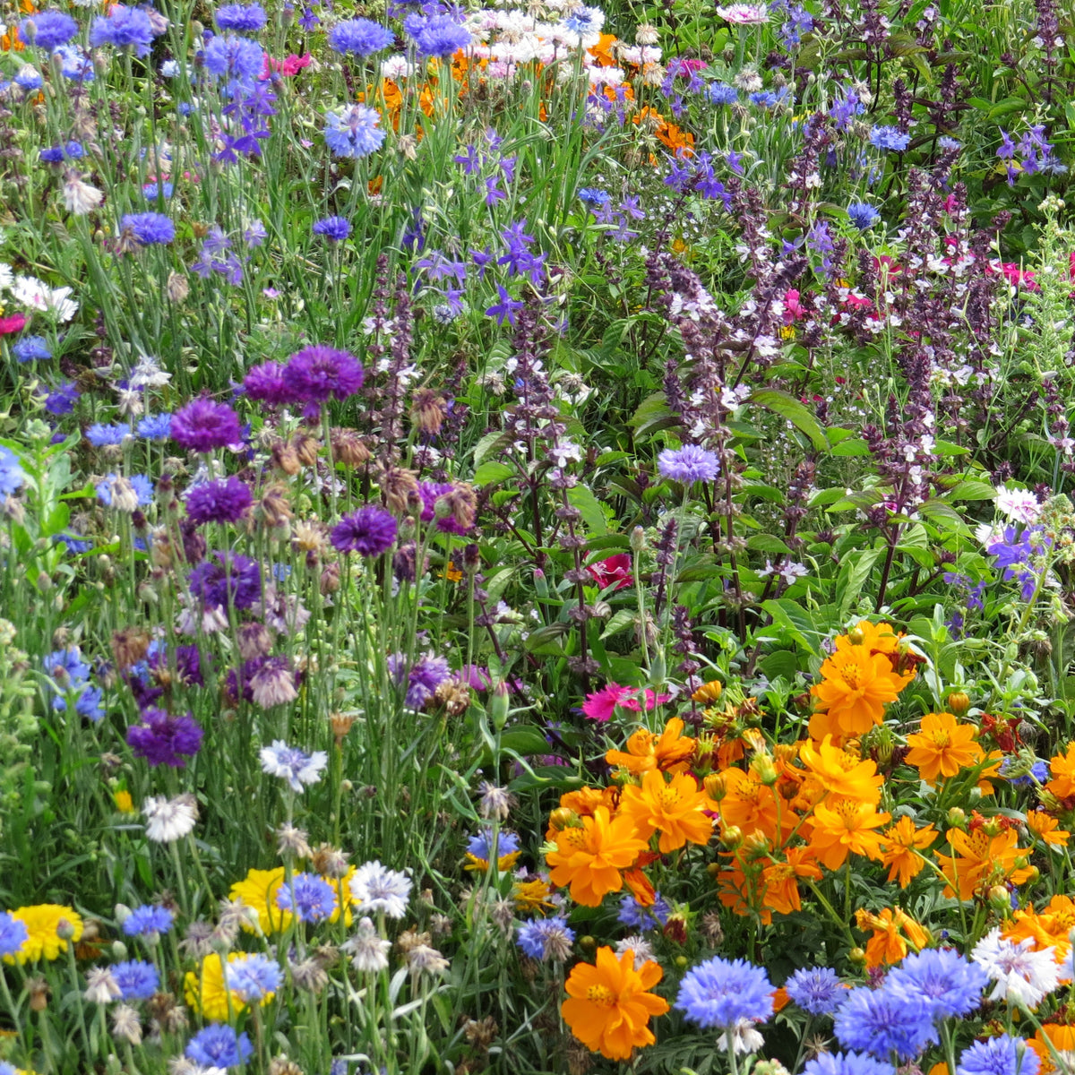 Bloemenmix 'Vlinder' (x3) - Mélange mellifère et papillon varié - Bakker