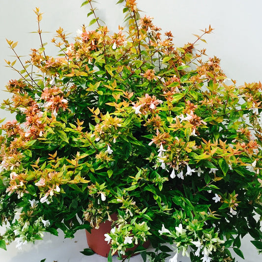 Abelia 'Kaleidoscope' - Bakker