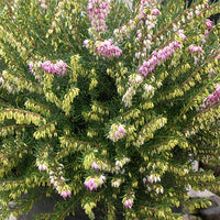 Winterheide 'Darley Dale' - Erica darleyensis darley dale - Perkplanten