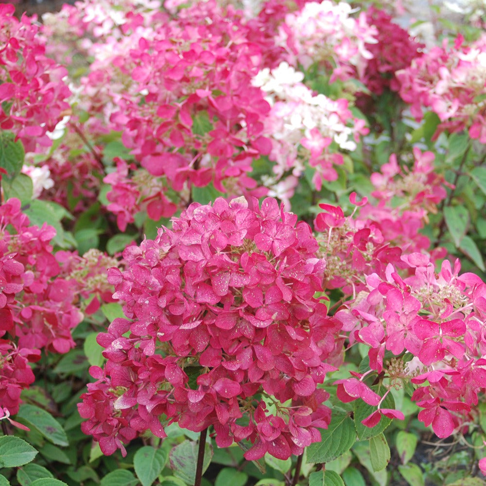 Pluimhortensia 'Diamant Rouge' - Hydrangea paniculata diamant rouge ® 'rendia' - Bakker