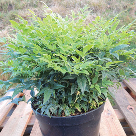 Hemelse Bamboe 'Magical Lemon and Lime' - Bakker