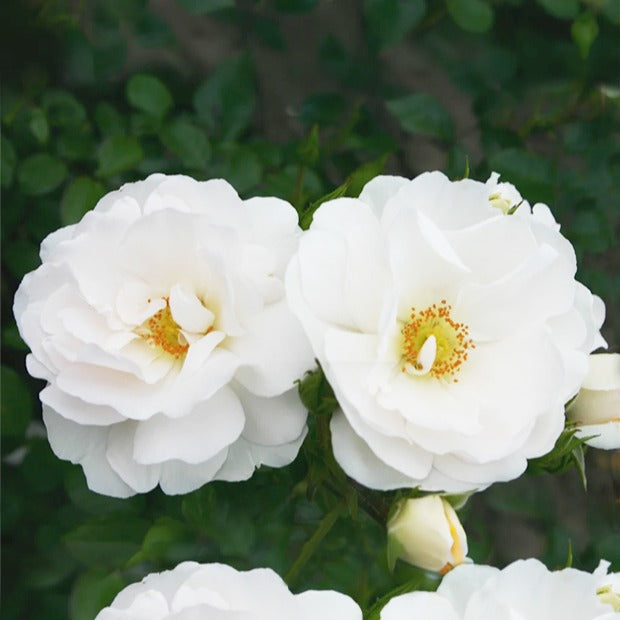 Klimroos 'Hella' - Rosa Hella - Bakker