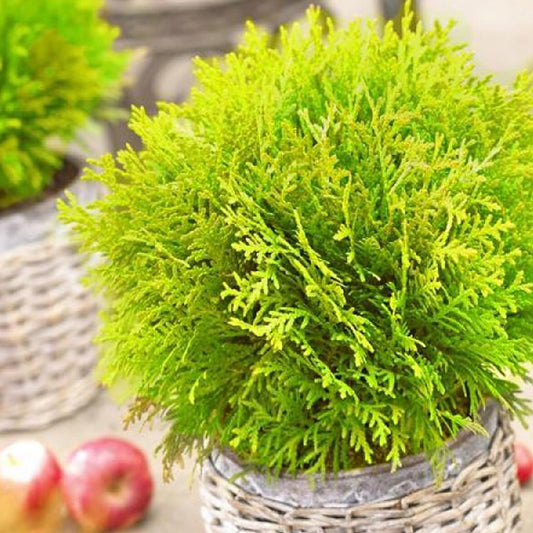 Levensboom 'Mirjam' - Bakker