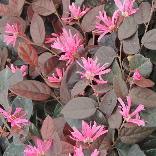 Heksenstruik 'Fire Dance' - Bakker