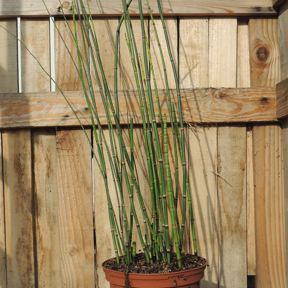 Japanse holpijp - Equisetum japonicum - Bakker