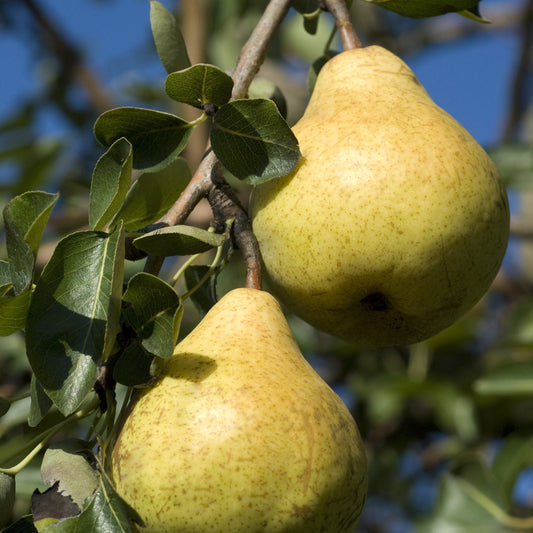 Perenboom 'Williams' - Bakker