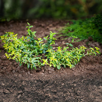 Japanese kardinaalsmuts Sunspot - Euonymus fortunei sunspot - Heesters en vaste planten