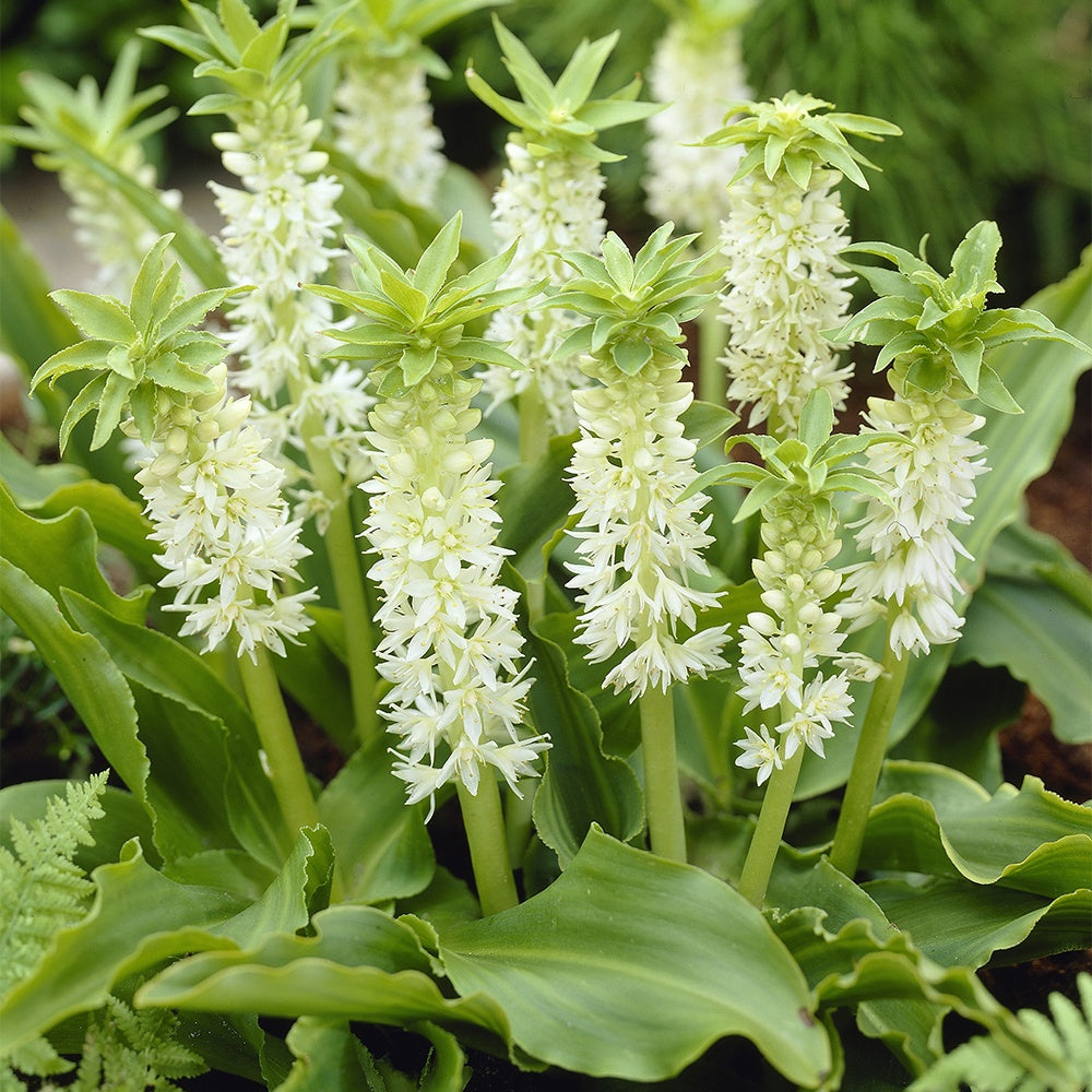 Ananasplant (x3) - Bakker