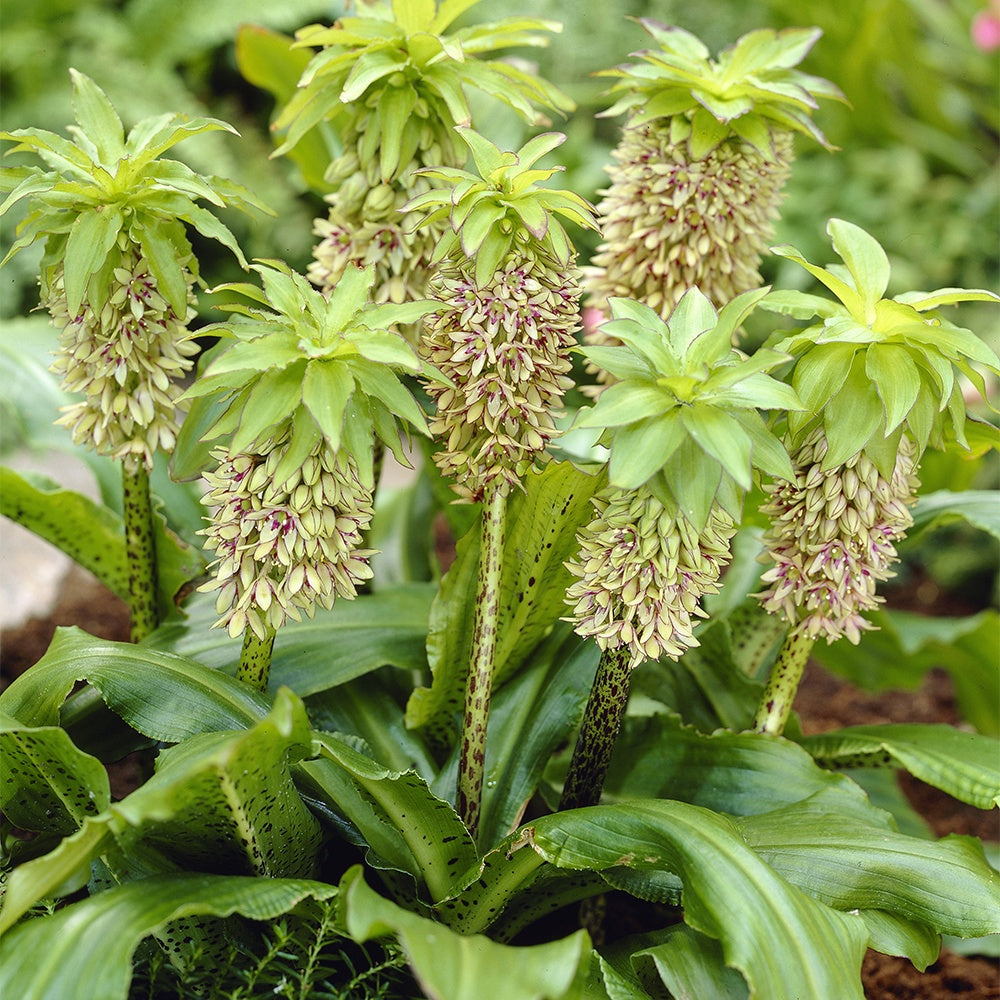 Ananasplant - bicolor (x3) - Bakker