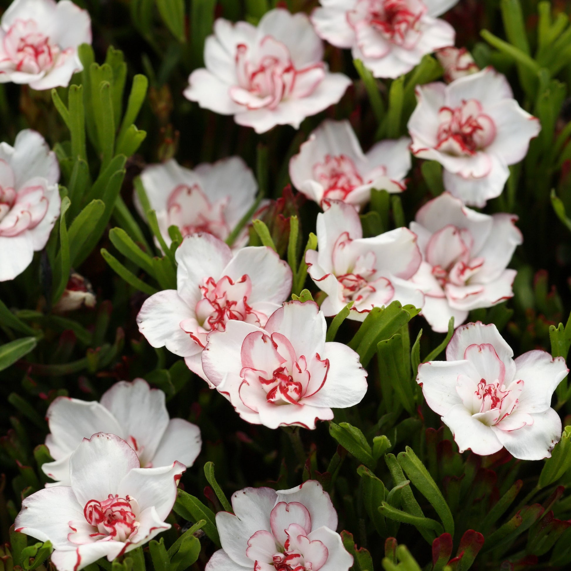 Oxalis Double Pink Wonder (x5) - Oxalis double pink wonder - Bloembollen