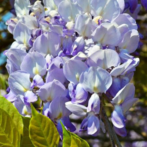 Wisteria - Blauwe regen Wisteria 'Caroline' - Wisteria sinensis 'caroline'