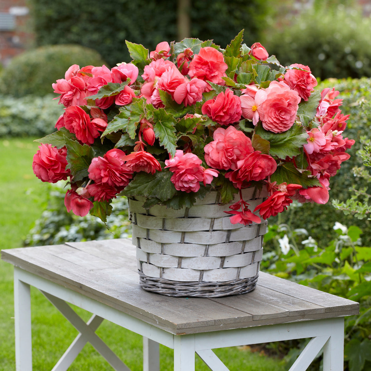 Hangbegonia 'Pink Delight' (x5) - Begonia odorata pink delight - Bakker