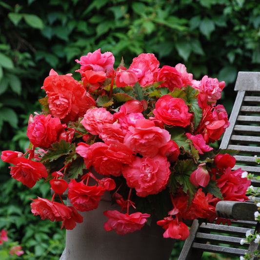 Hangbegonia 'Pink Delight' (x5) - Bakker