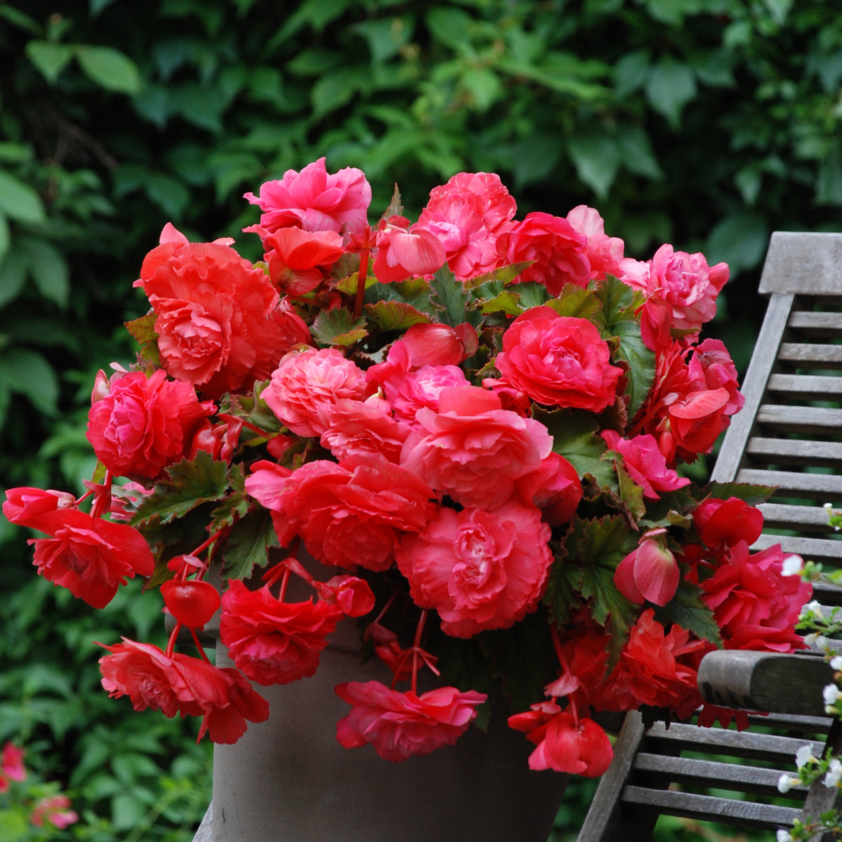 Hangbegonia 'Pink Delight' (x5) - Bakker