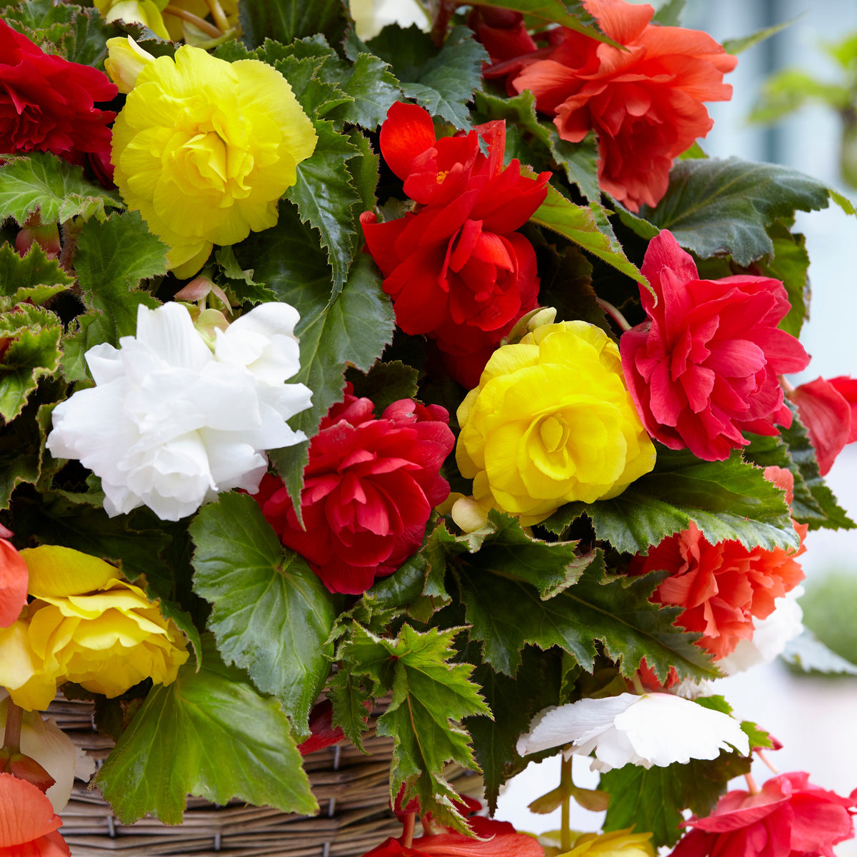 Hangbegonia Mix - Begonia - Bakker